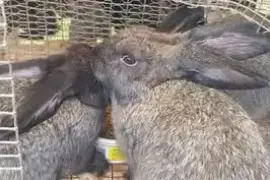 2 months old and 3 months old rabbits