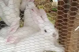 2 months old and 3 months old rabbits
