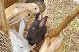 2 months old and 3 months old rabbits