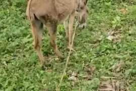 Female Donkey