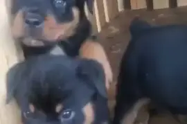 Rottie and poodle puppies