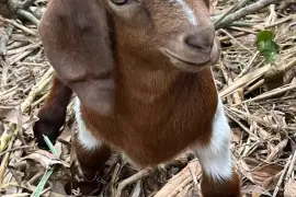 Boar mix with Nubian