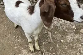 Boar mix with Nubian
