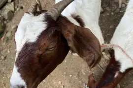 Boar mix with Nubian