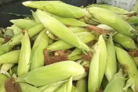 Huge elderado sweet corn