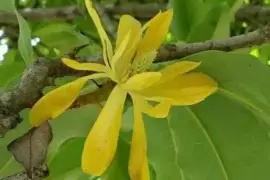 YELLOW MAGNOLIA RAJANIANA