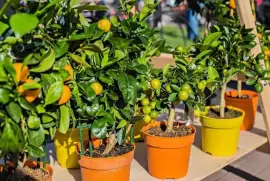 Ready to go fruit tree gardens