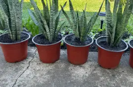 Snake Plants