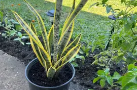 Snake Plants
