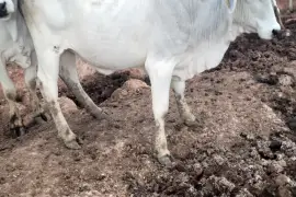 Bull along with 3 heifers available