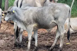 Bull along with 3 heifers available