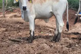 Bull along with 3 heifers available