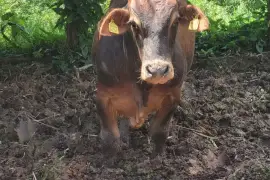 Bull along with 3 heifers available