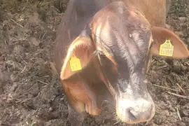 Bull along with 3 heifers available