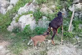 Nursing Mom and Ram kid