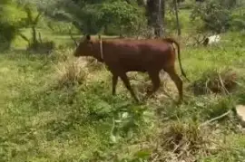 cow