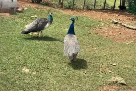 Pair of peacocks