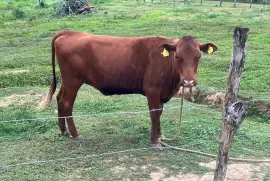 Red Pole Heifer