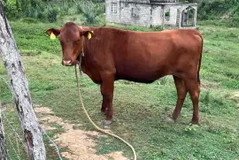 Red Pole Heifer