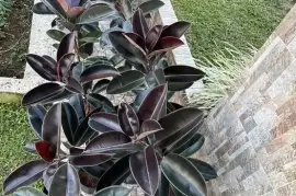 Ficus Elastica (Rubber plants)