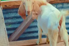 Goats