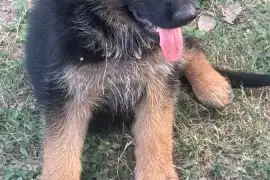 Full breed German shepherd pups 