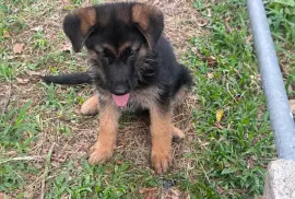 Full breed German shepherd pups 