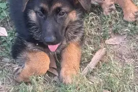 Full breed German shepherd pups 