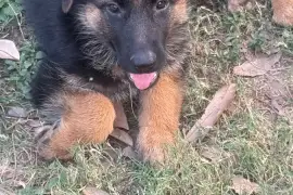Full breed German shepherd pups 