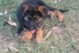 Full breed German shepherd pups 
