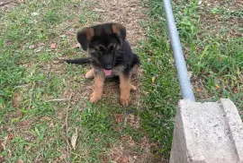 Full breed German shepherd pups 