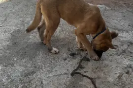 Akita Shepherd female pup