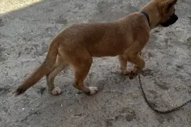 Akita Shepherd female pup