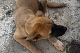 Akita Shepherd female pup