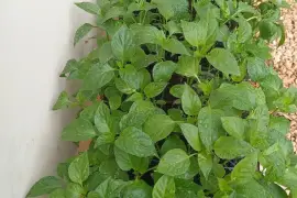 Hybrid sweet pepper seedlings