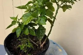 Bearing hot pepper plants