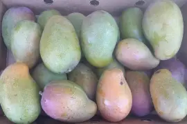 East Indian Mangoes