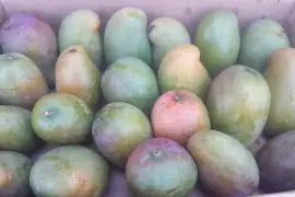 East Indian Mangoes