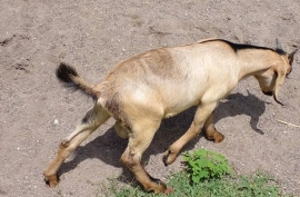 Nubian graded Ram Goat