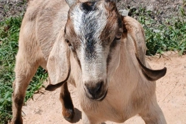 Nubian graded Ram Goat