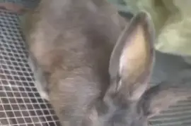 Male kits and 3 -4 months old rabbits