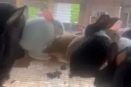 Mature female rabbit and her 10 kits