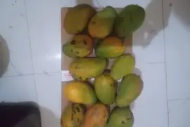 East Indian mangoes