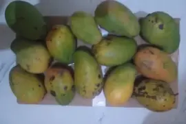 East Indian mangoes