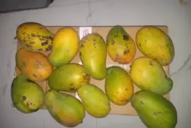 East Indian mangoes
