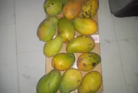 East Indian mangoes
