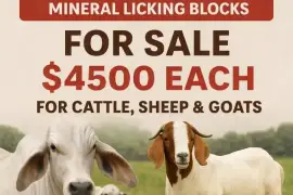 11LB Molasses Mineral Blocks & Mixed Licking Blocks