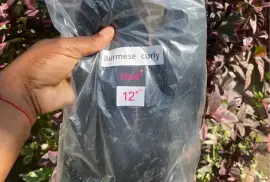 12” Burmese curly full human hair 180 density