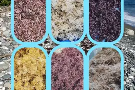 🌊 moss and spirulina 