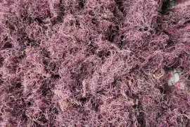 🌊 moss and spirulina 